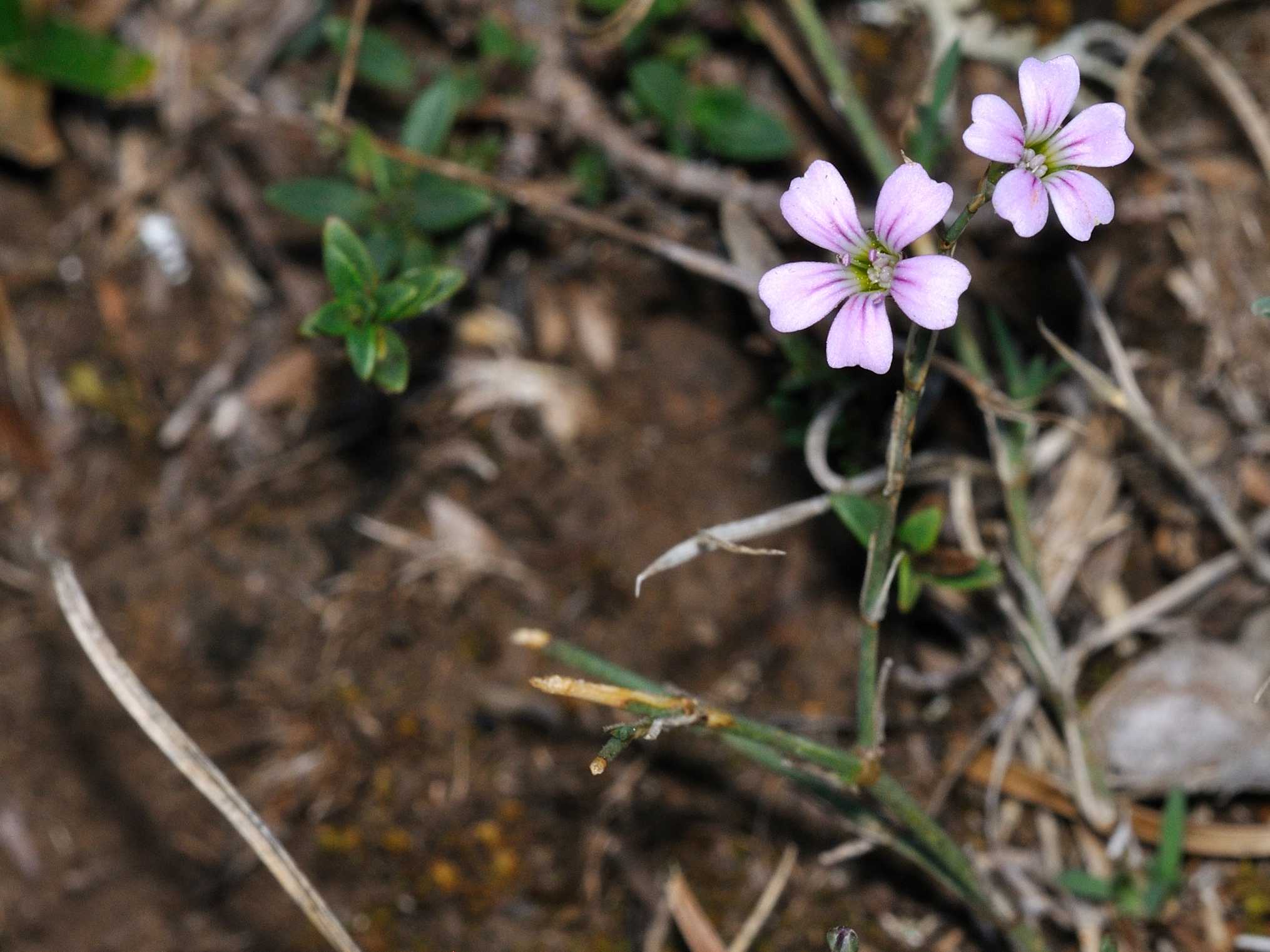 Petrorhagia saxifraga